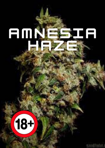 Weed Bud Amnesia Haze und Räuchermischung kaufen