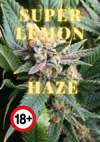 Weed Bud Super Lemon Haze und Räuchermischung kaufen