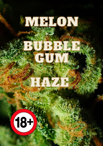 Weed Bud CBD Melon Bubblegum Haze und Räuchermischung kaufen