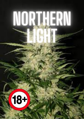 Weed Bud Northern Light und Räuchermischung kaufen
