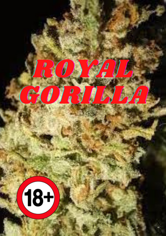 Weed Bud Royal Gorilla und Räuchermischung kaufen
