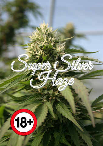 Weed Bud Super Silver Haze und Räuchermischung kaufen